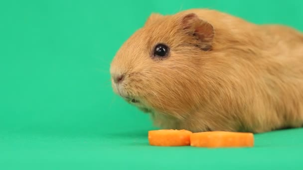 Funny guinea pig — Stock Video