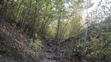 Sırt çantası orman içinde olan adam