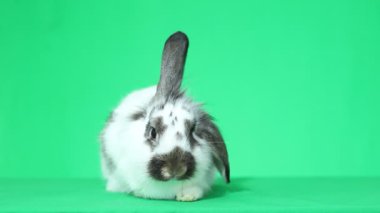 sevimli lop-eared tavşan