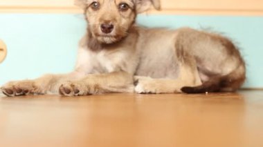 Bir yerde yatarken köpek
