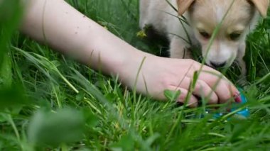 Oynak köpek yavrusu içecek süt