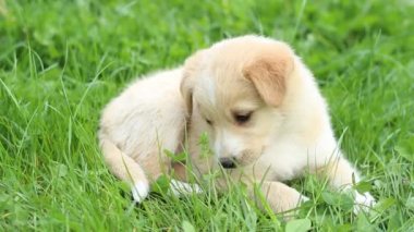 Köpek çim üzerinde yalan