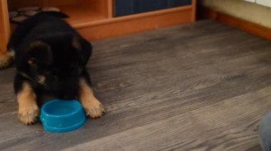 Alman çoban köpek