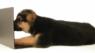 Bilgisayarda çalışan köpek