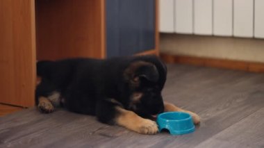Alman çoban köpek