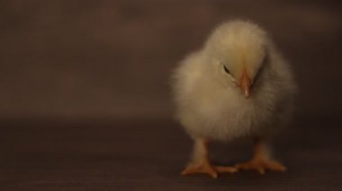 küçük sarı tavuk