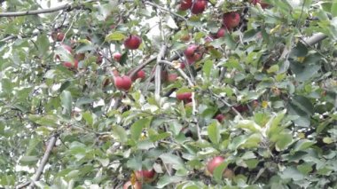 orchard elma ağacı
