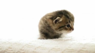 Komik kedi yavrusu meowing Koklayıcılara