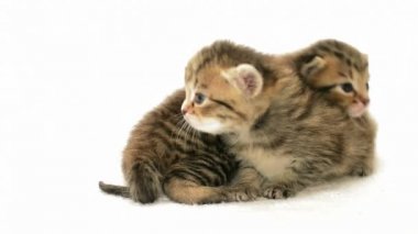 İki küçük şirin kedi yavrusu