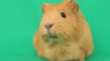 Altın eskiden şiling şimdi domuz