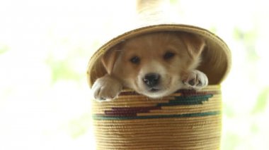 Köpek yavrusu renk bir hasır sepet içinde oturur