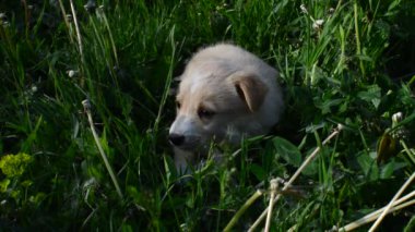 köpek çim