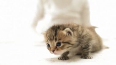 Komik kedi yavrusu meowing Koklayıcılara