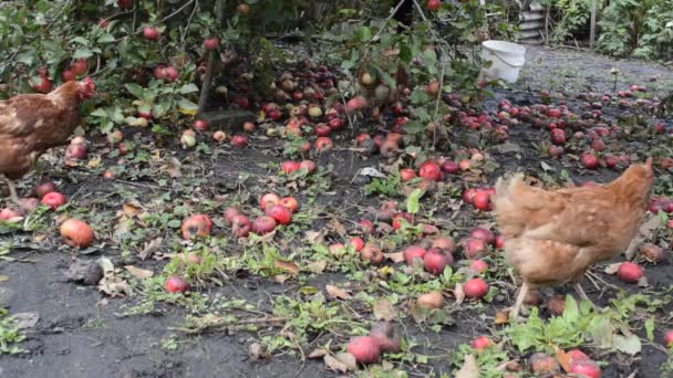 Gallinas pastando en el patio trasero — Vídeo de stock