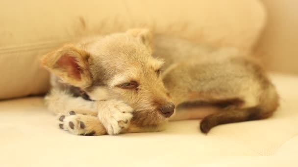 Cão doméstico engraçado — Vídeo de Stock