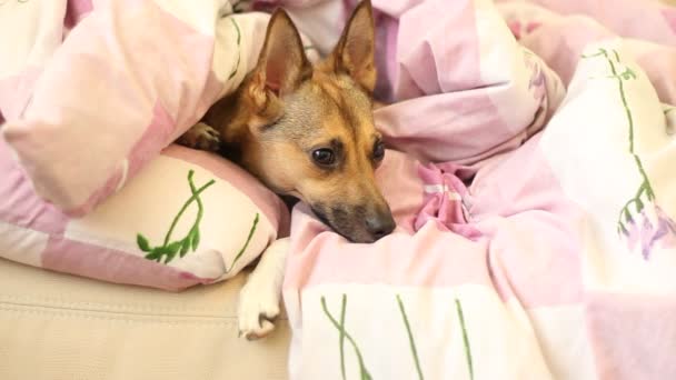 Hond in bed — Stockvideo