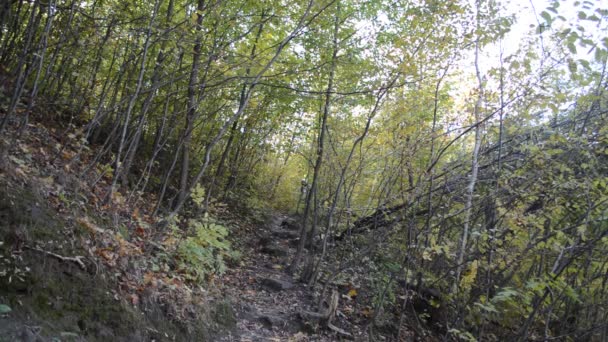 Hombre con mochila en el bosque — Vídeos de Stock