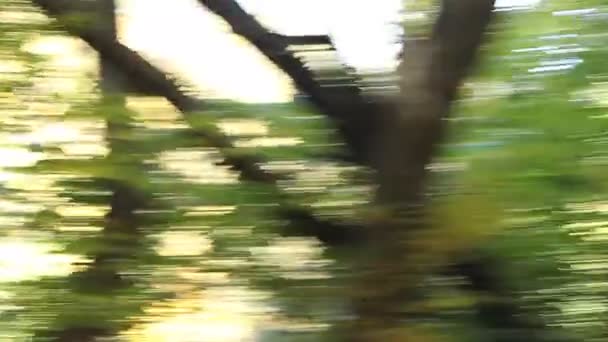 Красиві осінній ліс — стокове відео