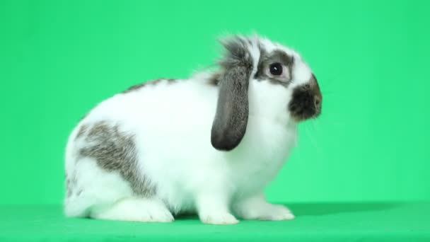 Rabbit on green screen — Stock Video