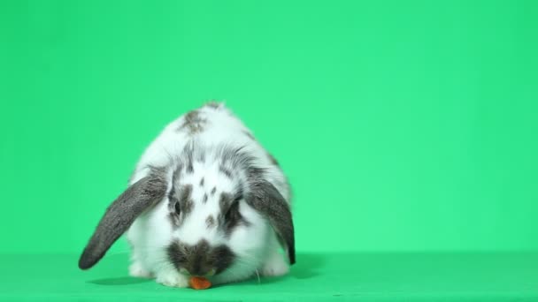 Lindo conejo de orejas cortadas — Vídeo de stock