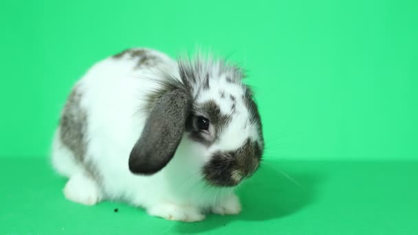 Mignon petit lapin — Video