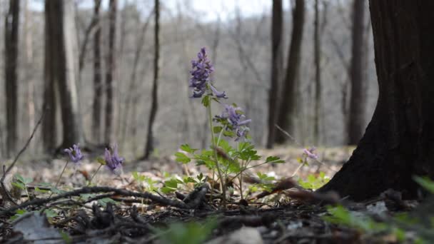 Fiori ondeggianti nel vento — Video Stock