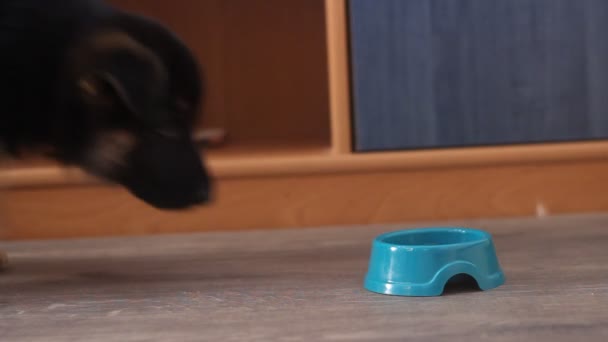 Cucciolo che mangia da una ciotola — Video Stock
