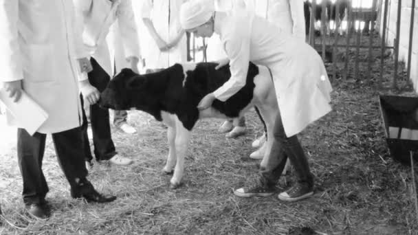 Vaca de controlo veterinária — Vídeo de Stock