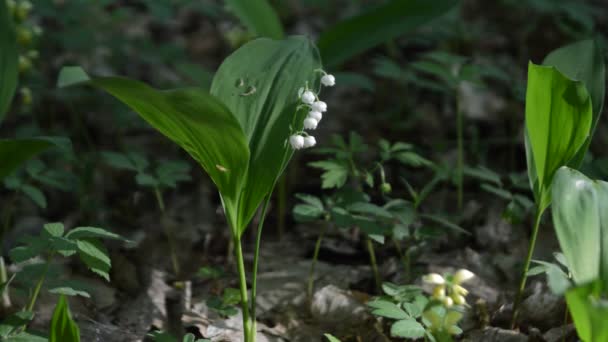 Florecientes flores de lirio del valle — Vídeo de stock