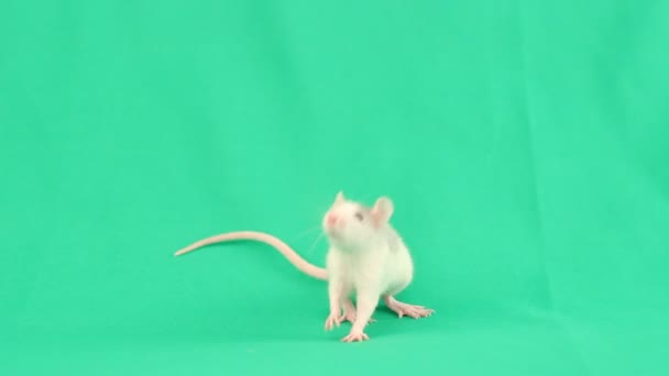 Grappige kleine rat — Stockvideo