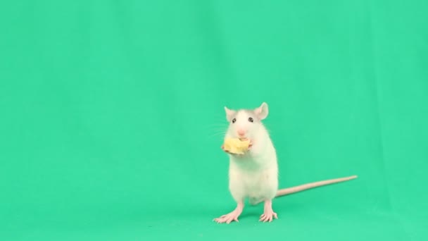 Malá krysa jíst sýr — Stock video