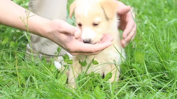 Welpen lecken Hand — Stockvideo