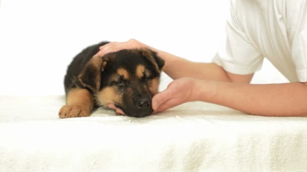 Cachorro en manos humanas — Vídeos de Stock