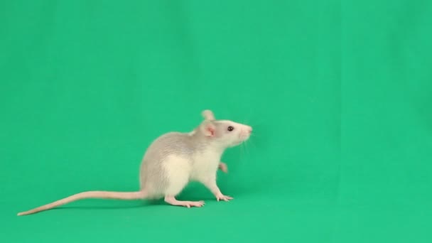 Lustige kleine Ratte — Stockvideo