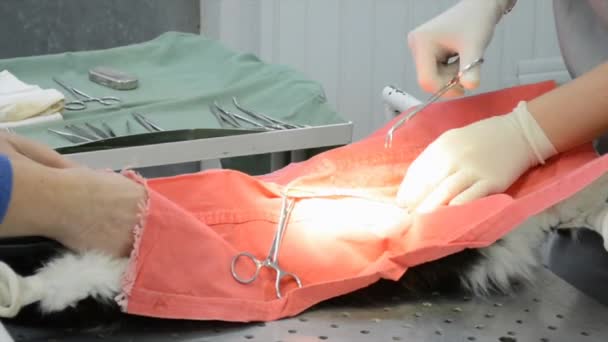 Preparazione di un gatto per chirurgia — Video Stock
