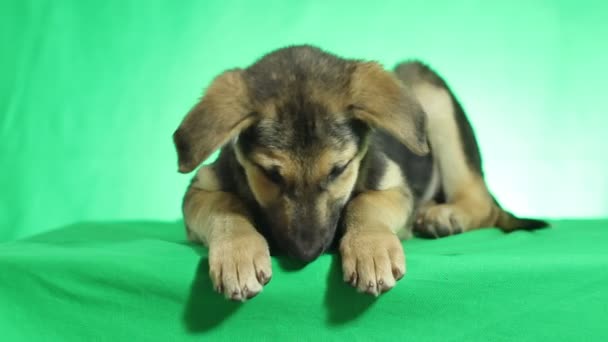 Cão bonito mentir — Vídeo de Stock