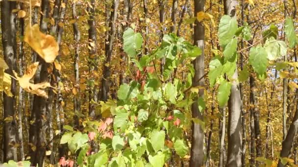Árboles en bosque de otoño — Vídeos de Stock