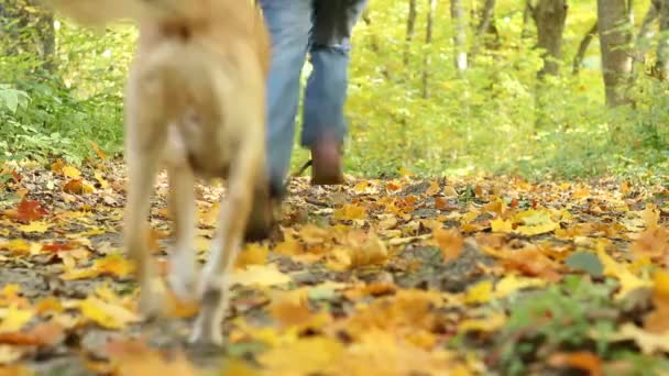 Fille courant dans la forêt — Video