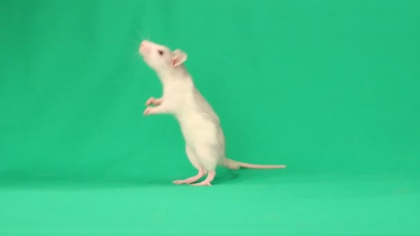 Lustige kleine Ratte — Stockvideo