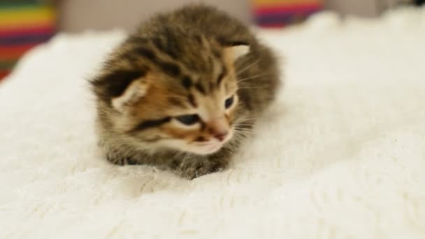 Pequeno gatinho listrado — Vídeo de Stock