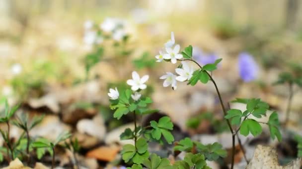 Spring flowers blossom — Stock Video