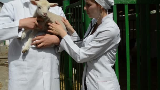 Veterinarian checking lamb — Stock Video