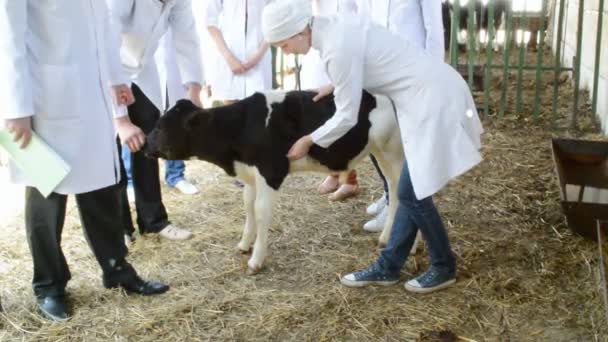 Ветеринар проверяет корову — стоковое видео