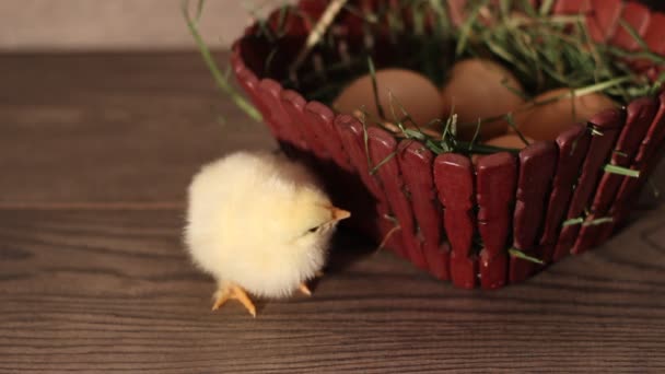 Cute yellow chicken — Stock Video