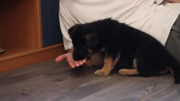 Puppy licking a hand — Stock Video