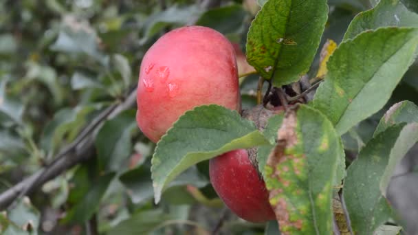El malzeme çekme elma — Stok video