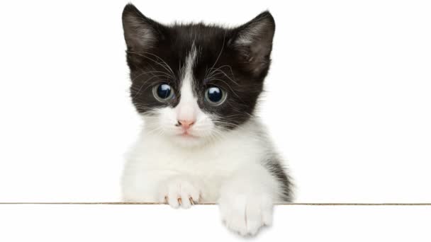 Кіт з великими очима — стокове відео
