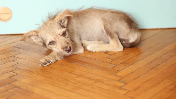 床の上に横たわる犬 — ストック動画