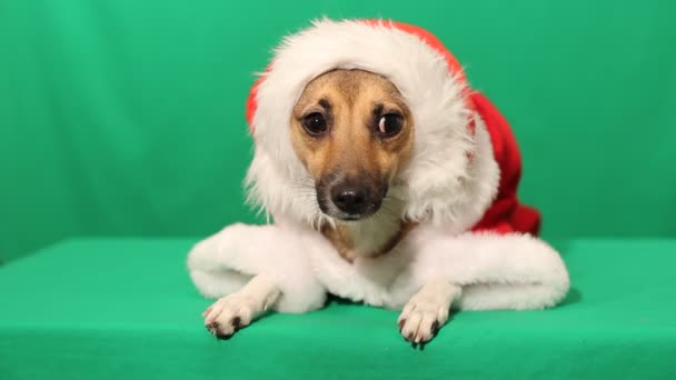 Dog in Christmas costume — Stock Video