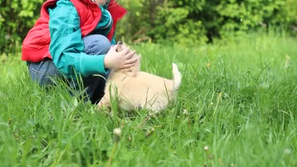 Niño juega con cachorro beige — Vídeo de stock